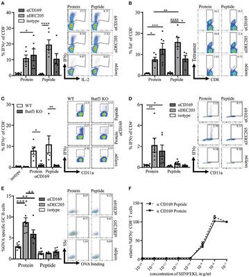 Comparison of Protein and Peptide Targeting for the Development of a CD169-Based Vaccination Strategy Against Melanoma